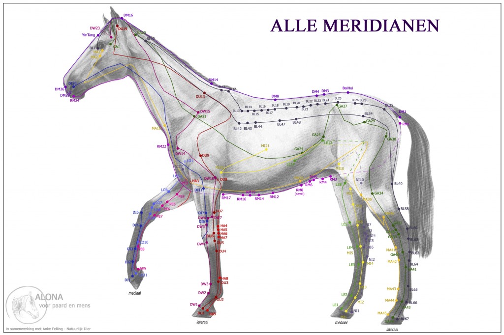 Acukaart Paard - Huid - Alle Meridianen